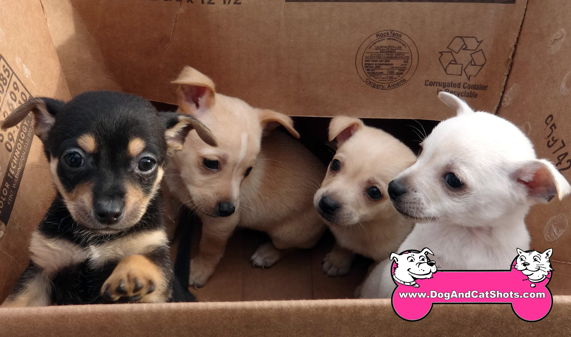 chiweenie puppies for free