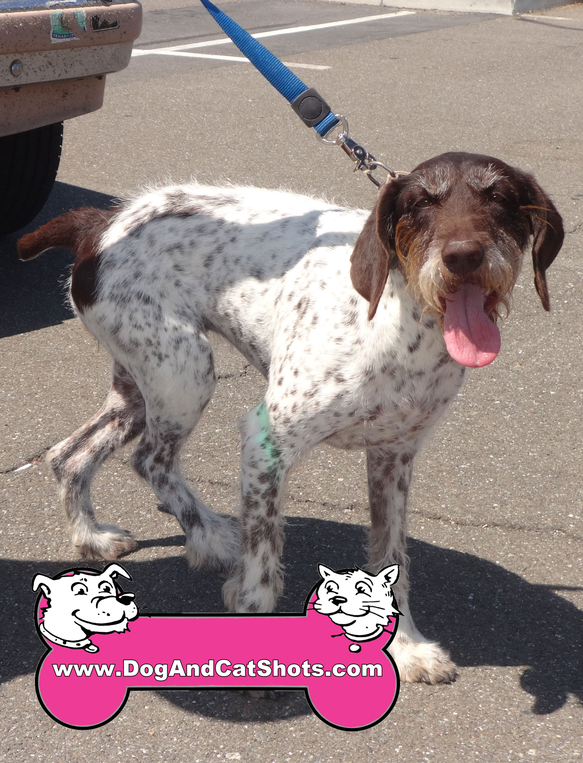 does the german shorthaired pointer have rabies