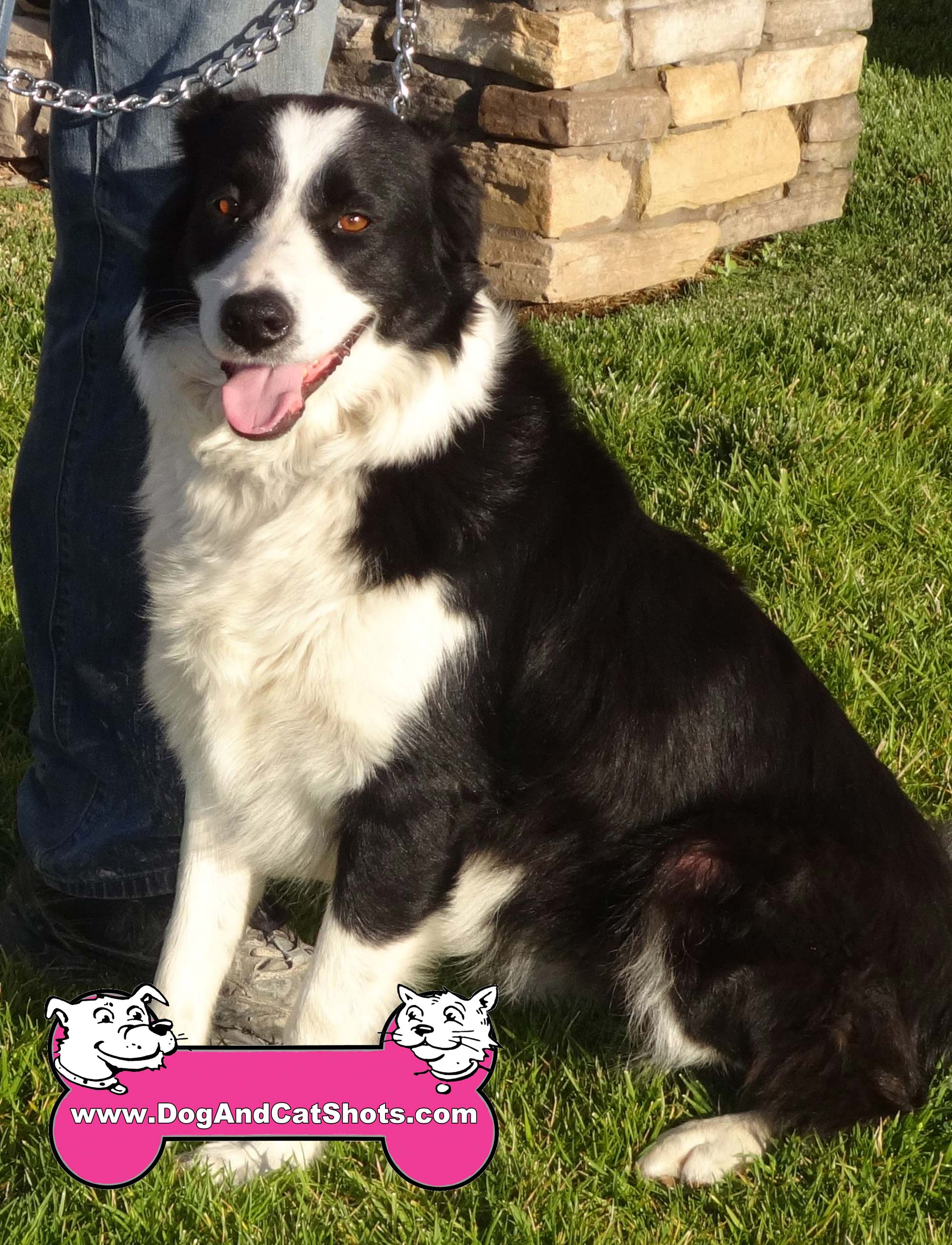 Fairfield best sale border collies