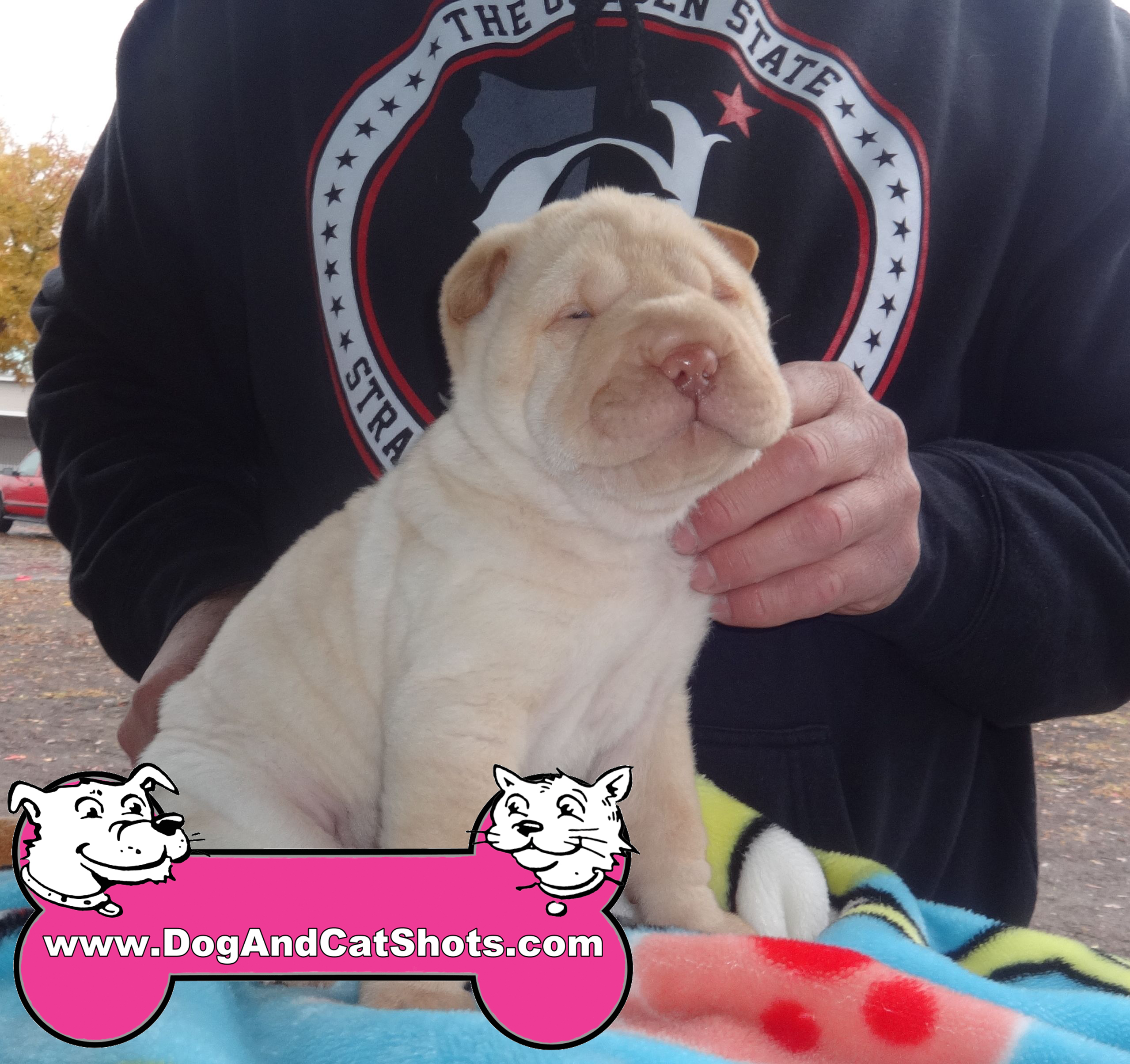 Micro shar hot sale pei