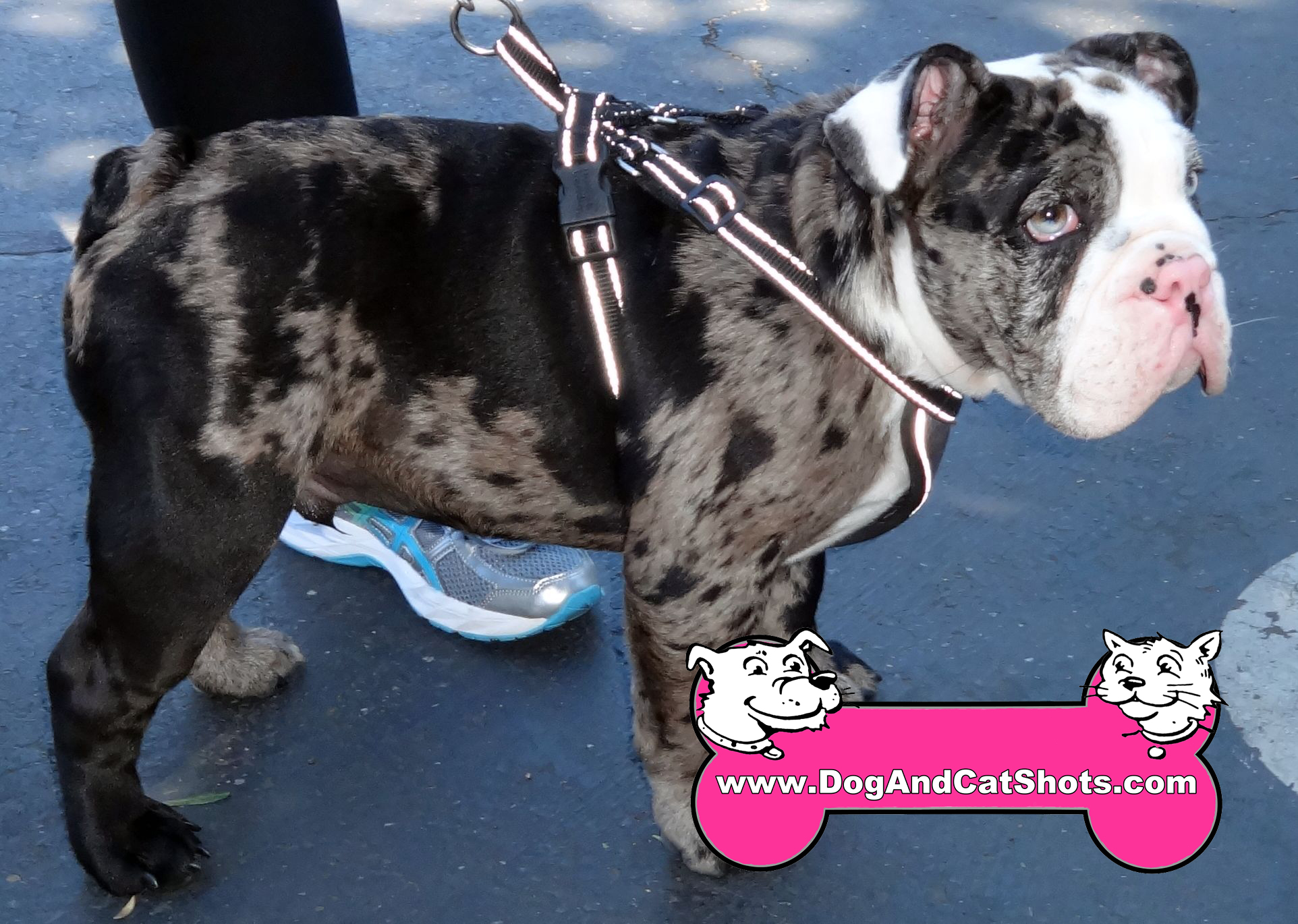 Dapple english hot sale bulldog