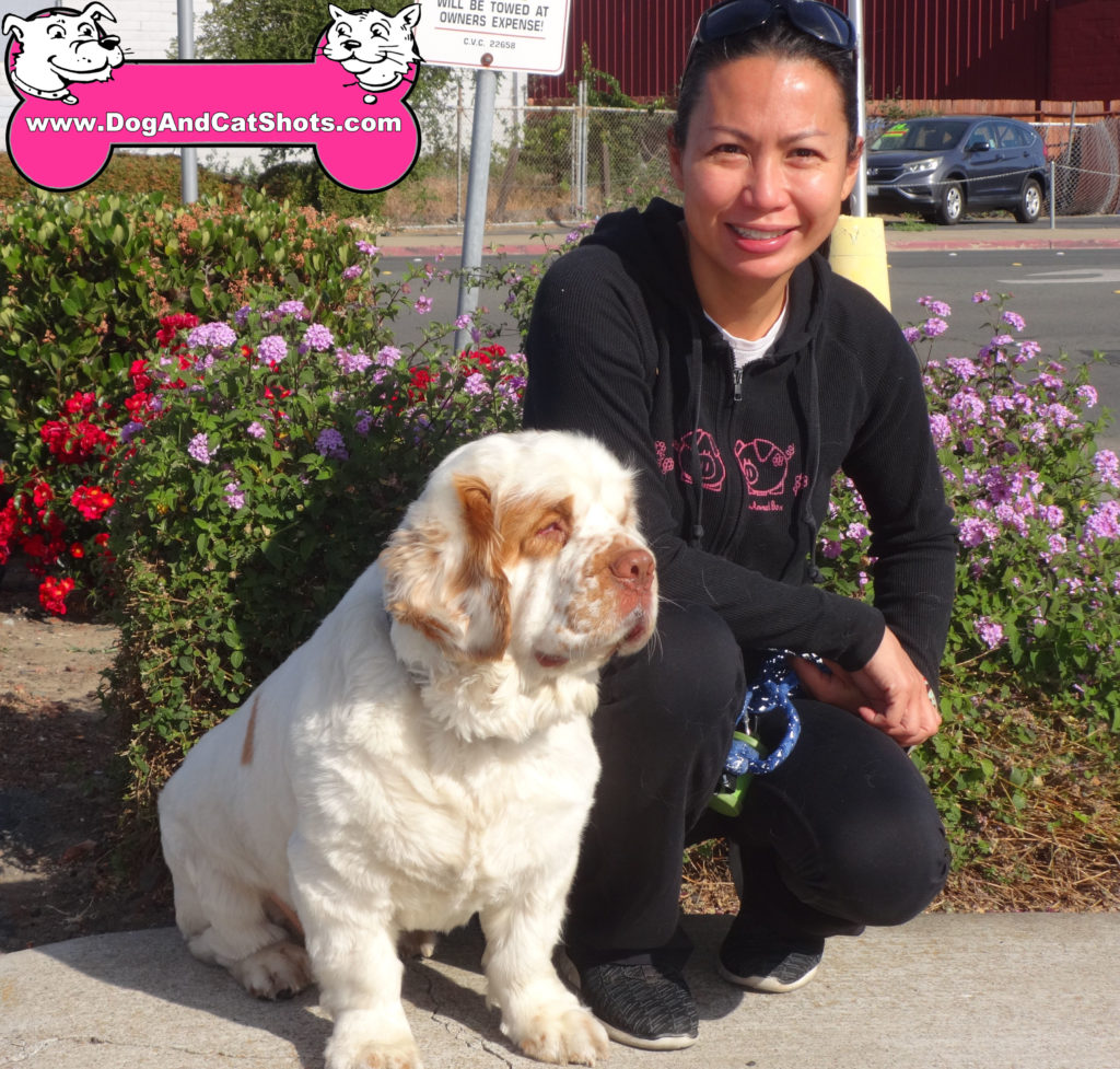 how much should it cost to care for a clumber spaniel